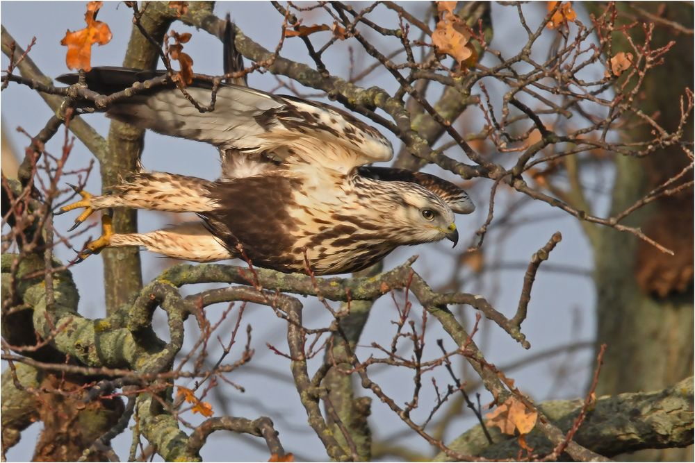 Startender Rauhfußbussard