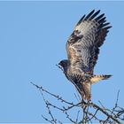 Startender Rauhfußbussard,