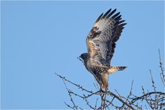 Startender Rauhfußbussard,