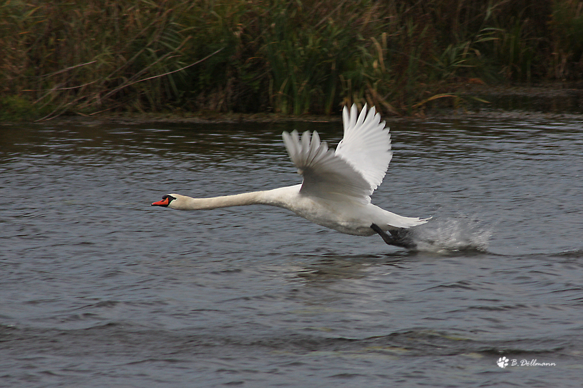 startender Schwan