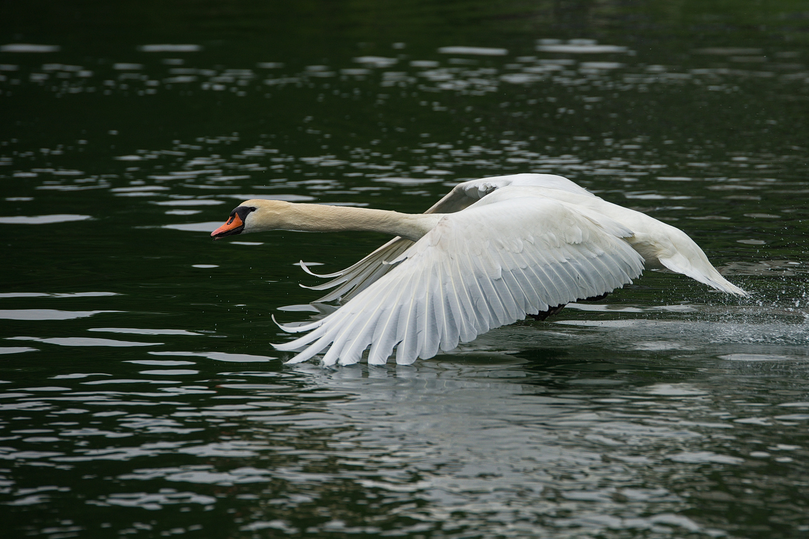 startender Schwan