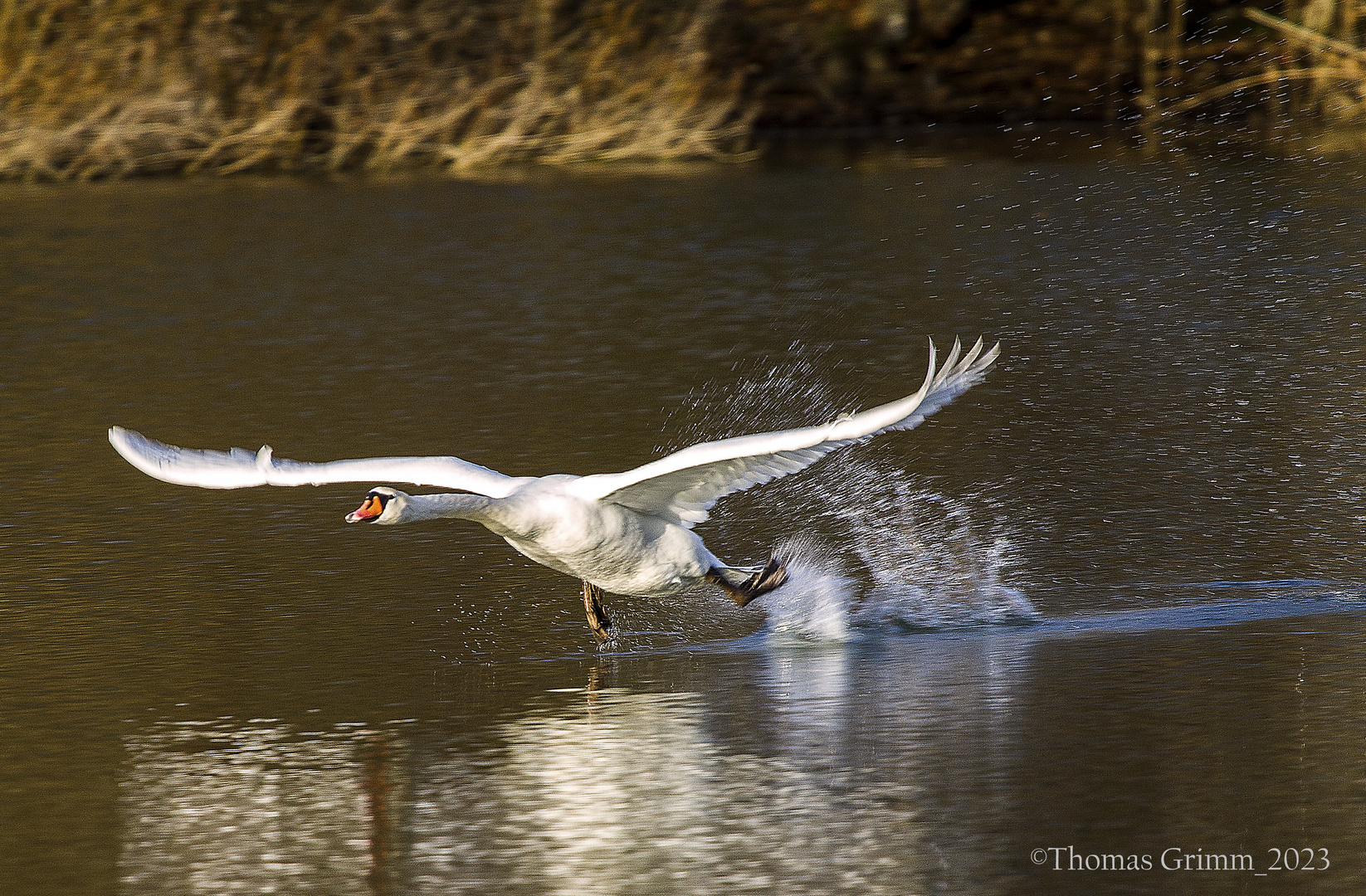 Startender Schwan 