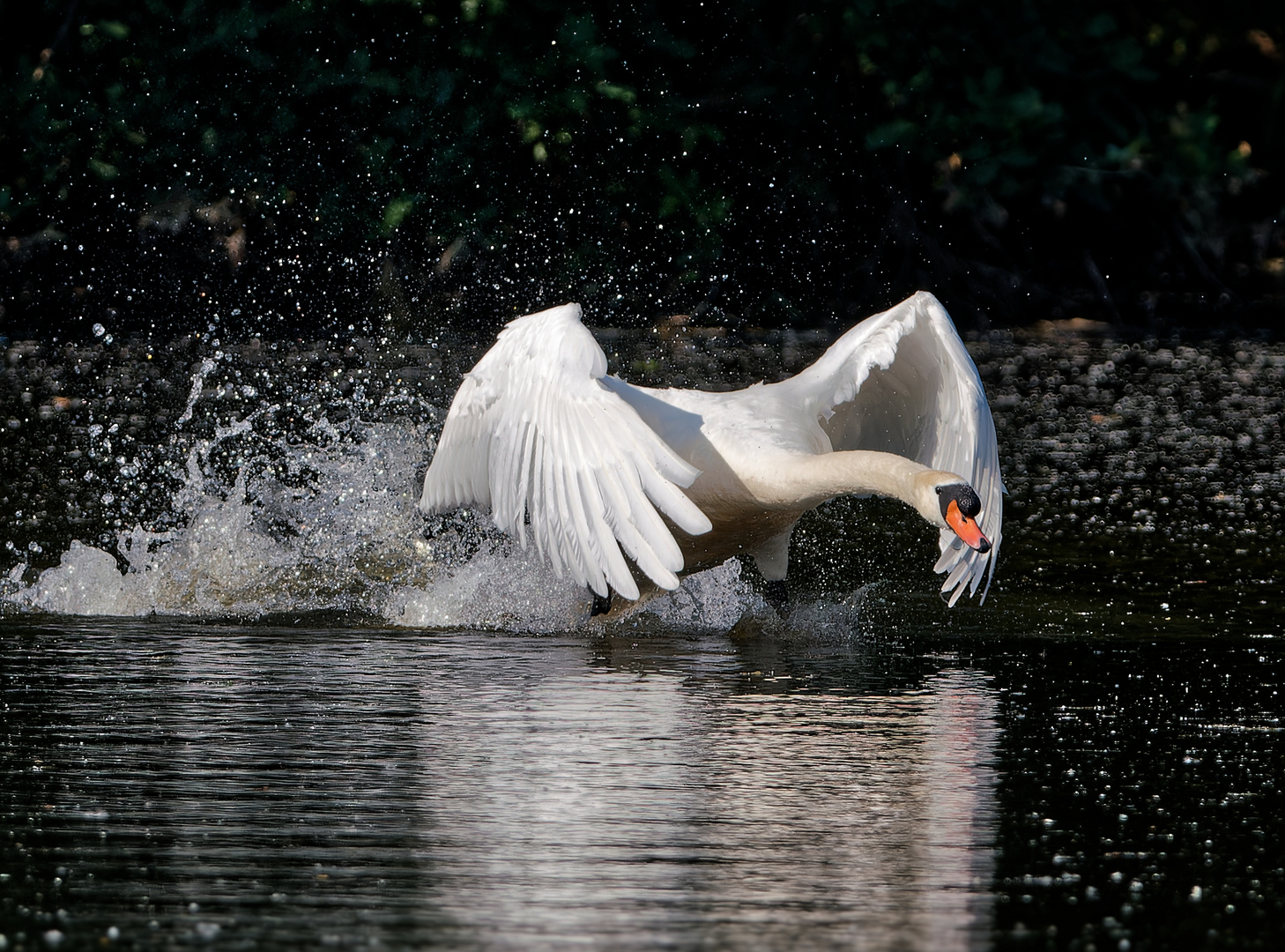 Startender Schwan - Beversee