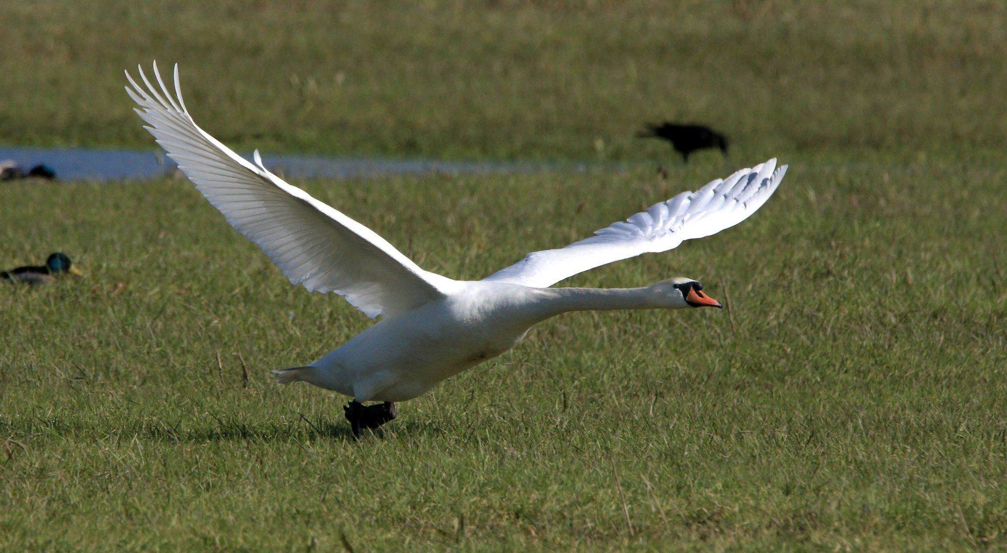 Startender Schwan, Höckerschwan, Cygnus olor