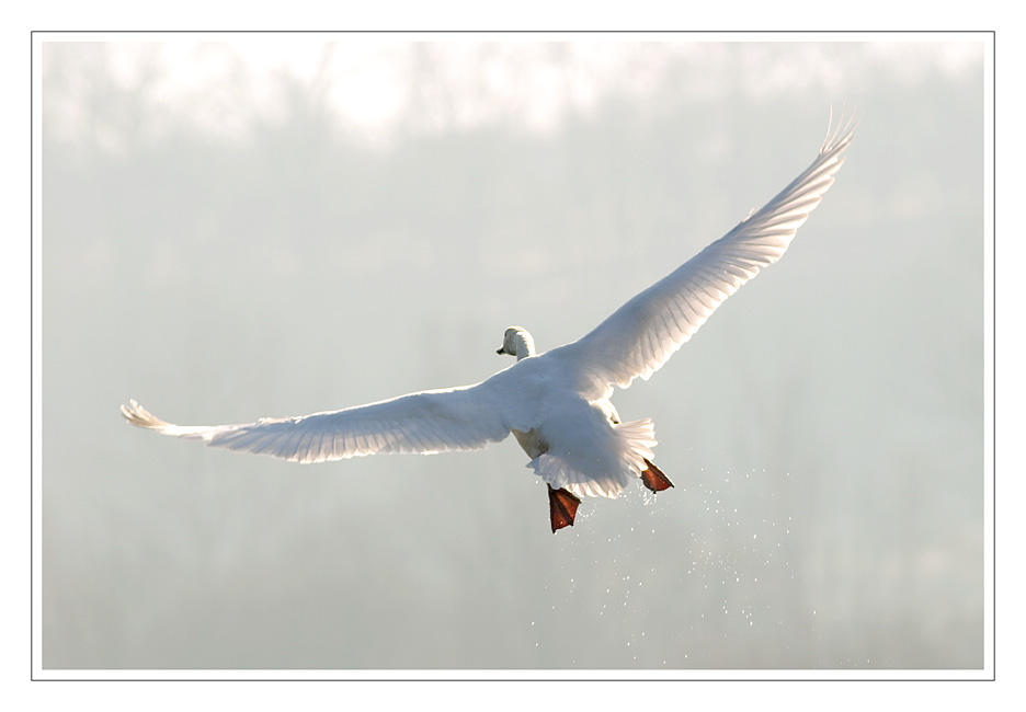 startender Schwan in der Morgensonne