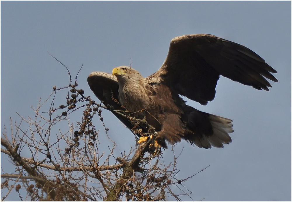 Startender Seeadler