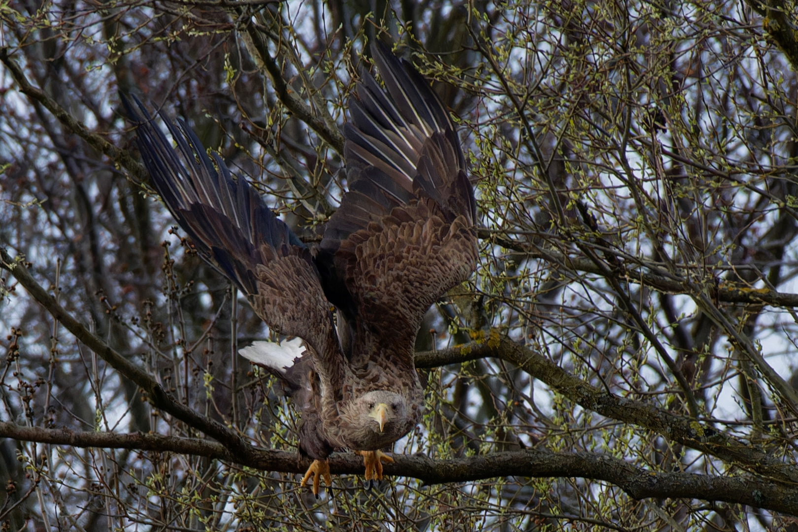 Startender Seeadler  (Haliaeetus albicilla) 