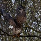 Startender Seeadler  (Haliaeetus albicilla) 