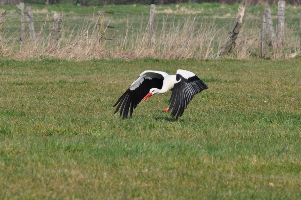 startender Storch...,