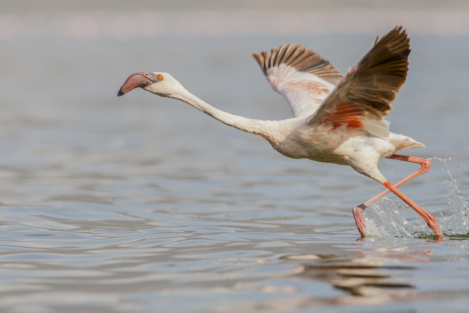 Startender Zwergflamingo, Lake Bogoria NR (Kenia)