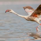 Startender Zwergflamingo, Lake Bogoria NR (Kenia)