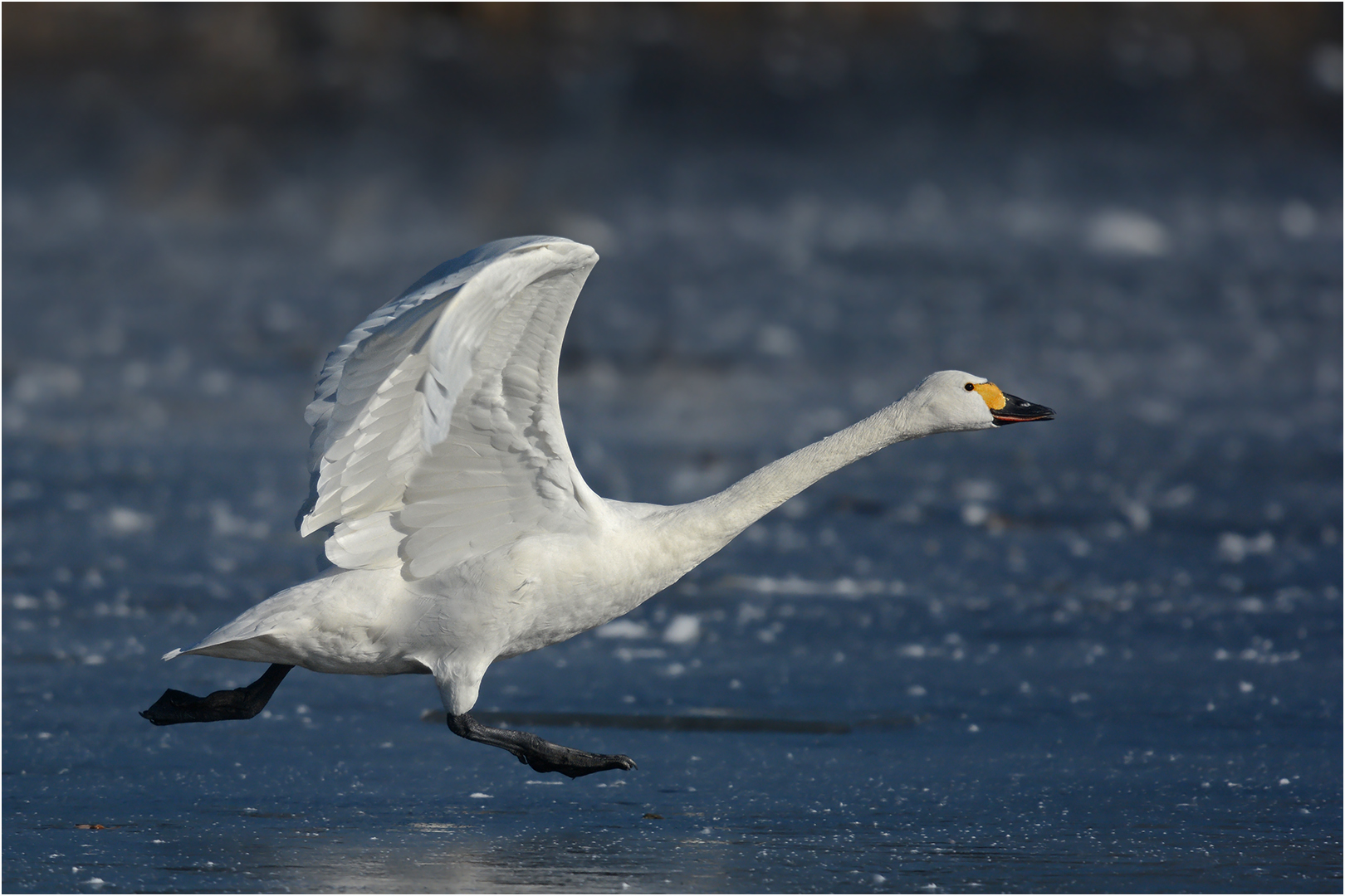 Startender Zwergschwan