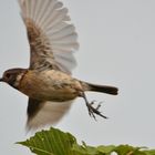 startendes Schwarzkelchen