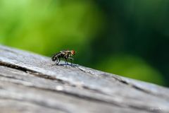 Startet Fly