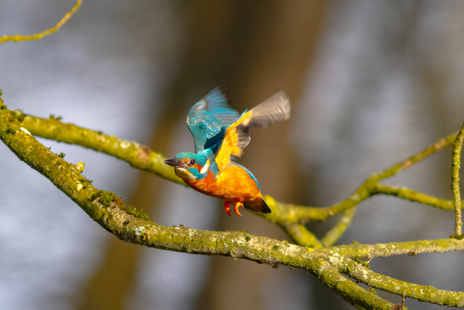 Startfreigabe Eisvogel Airline