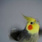 Starting Cockatiel/ Nymphensittich