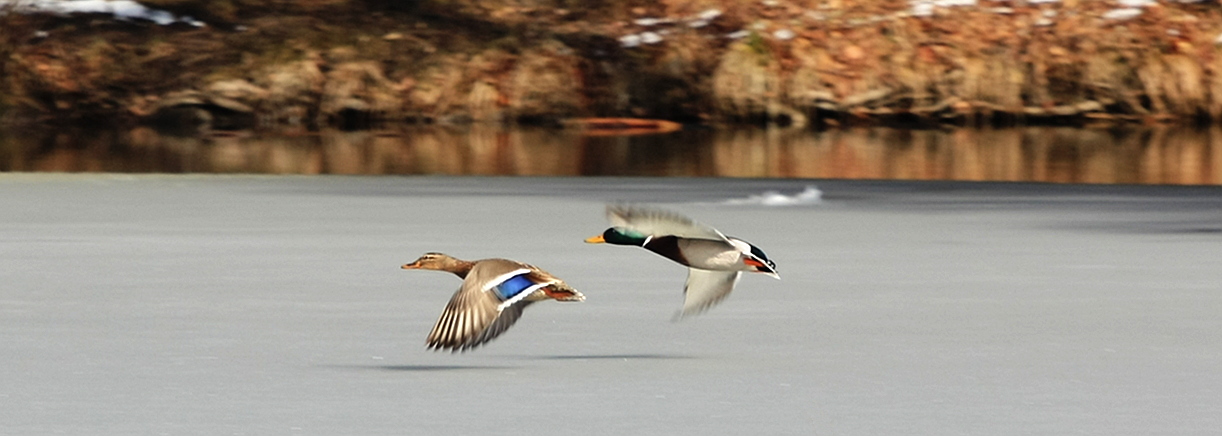 Starting ducks