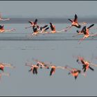 Starting Flamingos