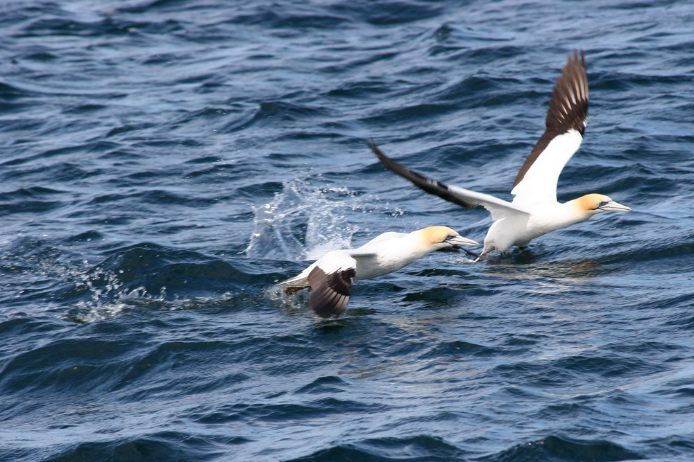 Starting Gannets