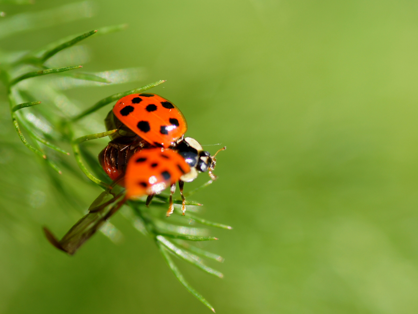 Starting Ladybug