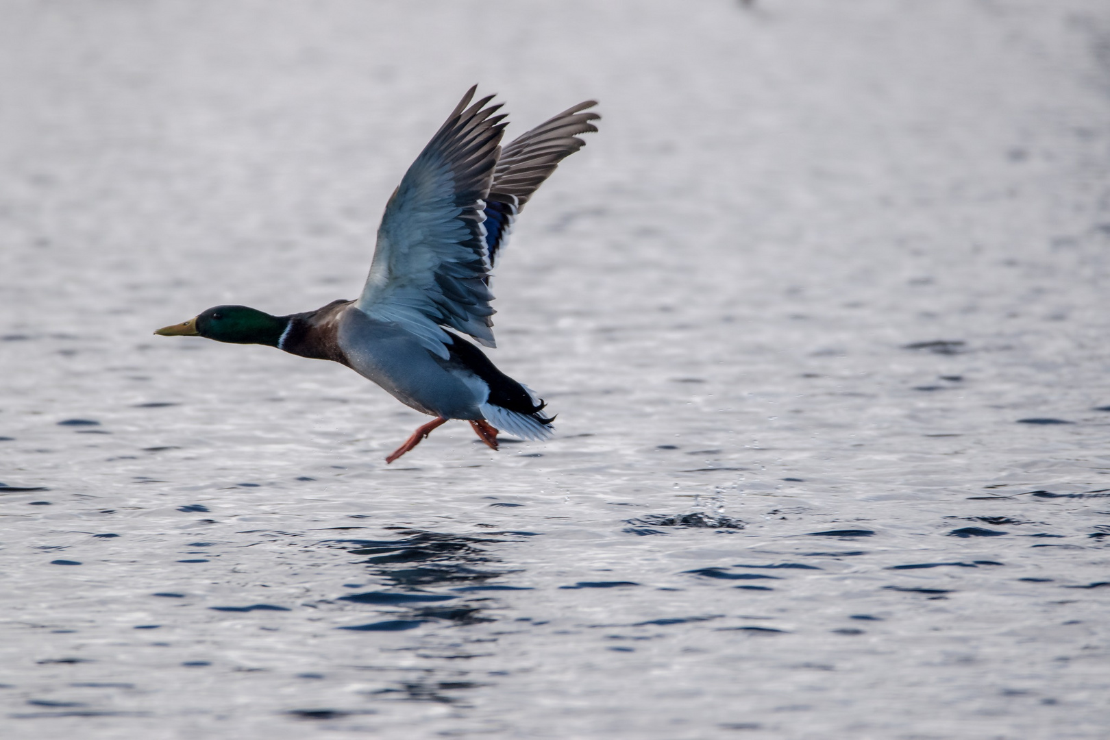 starting northern mallard duck