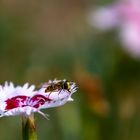 Startklar – Auf zur nächsten Blüte 