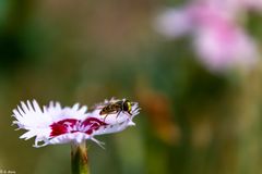 Startklar – Auf zur nächsten Blüte 