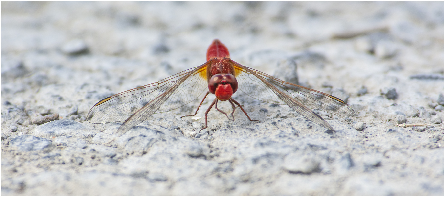 Startklar war die Feuerlibelle (Crocothemis erythraea) nachdem . . .