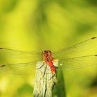 Startklar zum Abflug