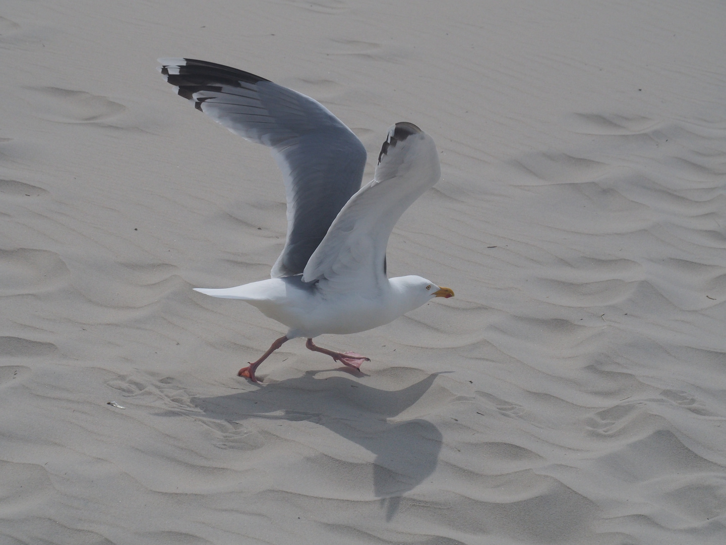 Startlauf am Strand