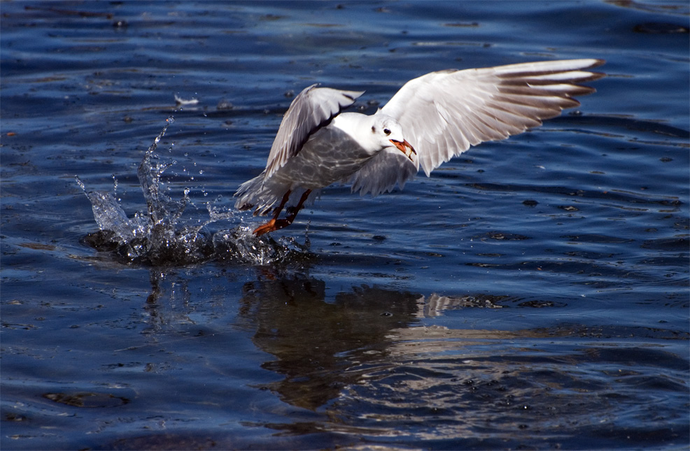 Startmanöver im Wasser