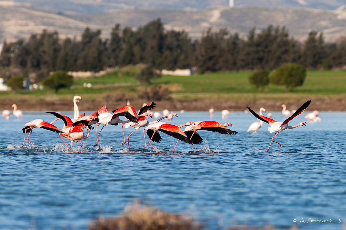 Startphase der Flamingos