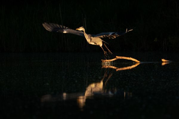 Startplatz, Graureiher