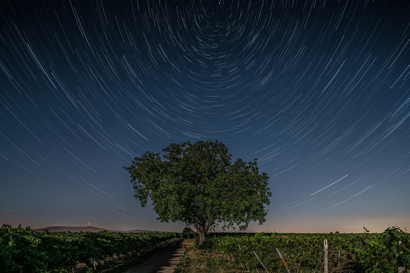 Startrail am Nussbaum