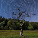 Startrail am Obstbaum - zweiter Versuch ...