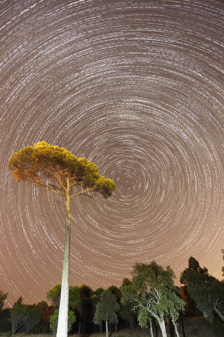 Startrail mit Pinie - Var.1