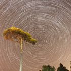 Startrail mit Pinie - Var.1