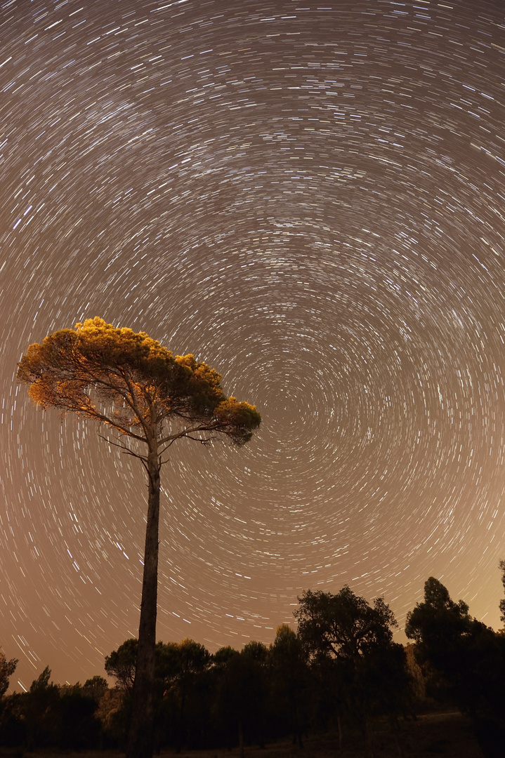 Startrail mit Pinie - Var.2