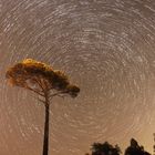 Startrail mit Pinie - Var.2