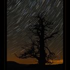 startrail oak