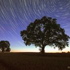 Startrails 