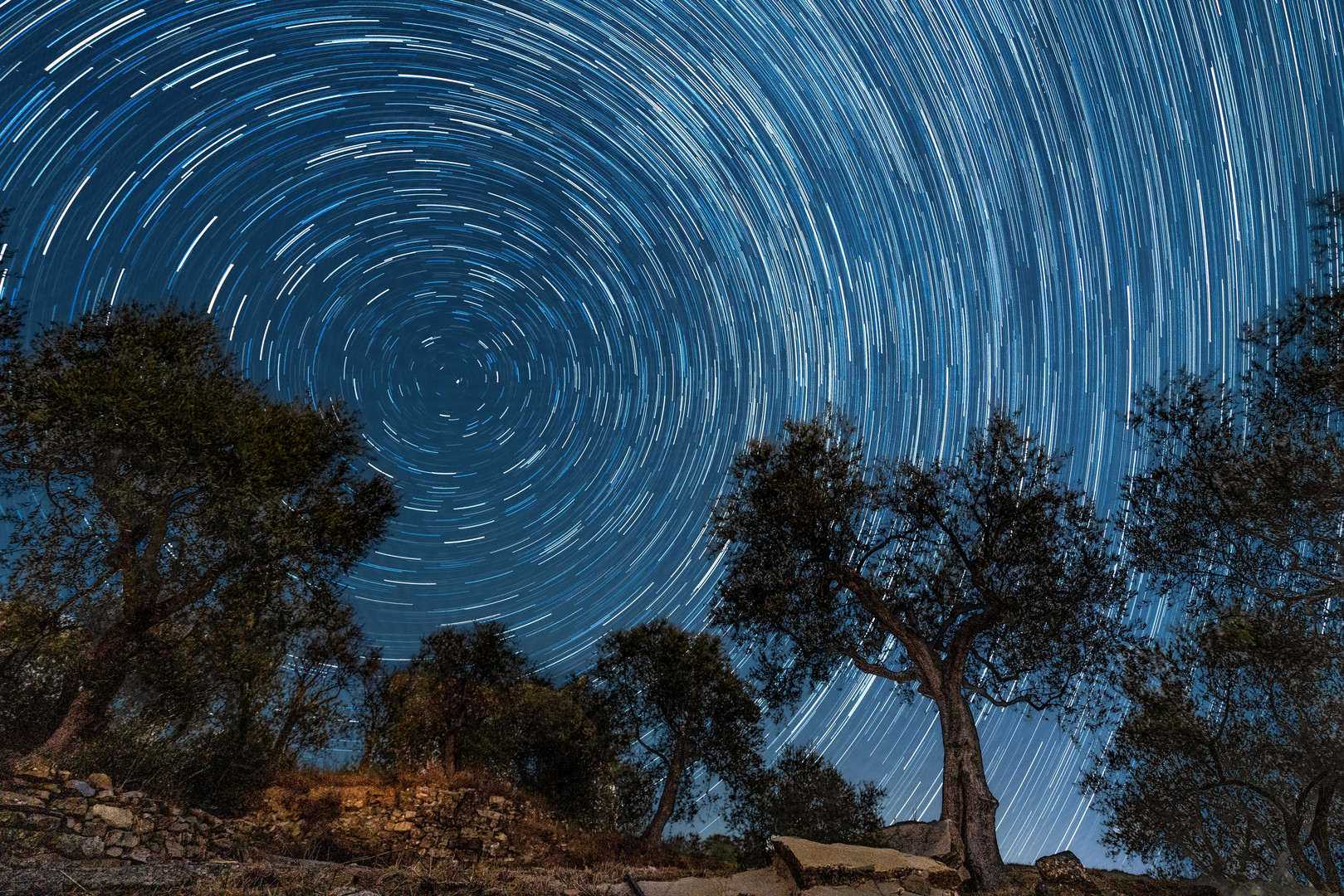 Startrails im Olivenhain