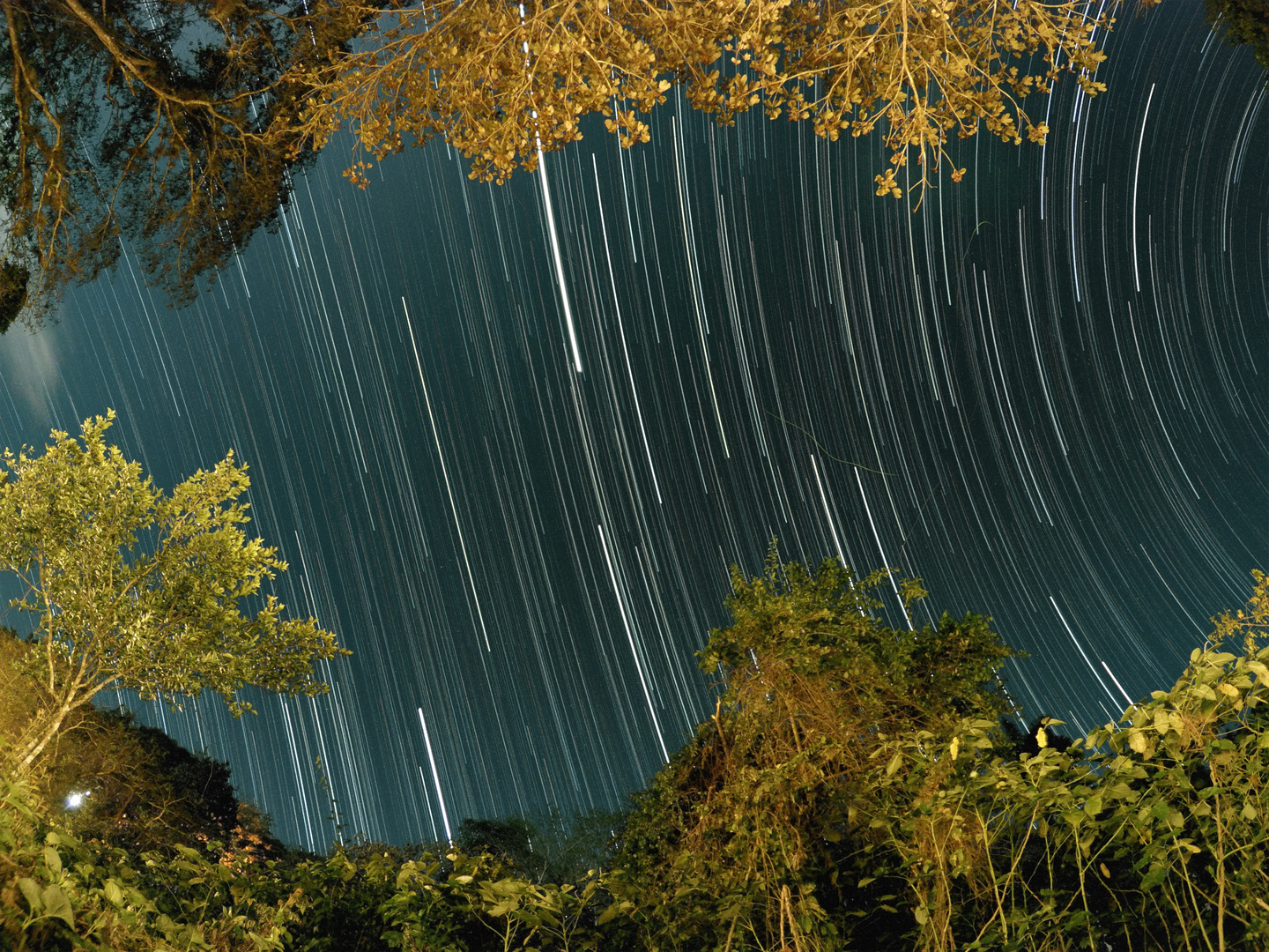 Startrails in Cuban Jungle