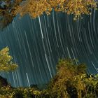 Startrails in Cuban Jungle