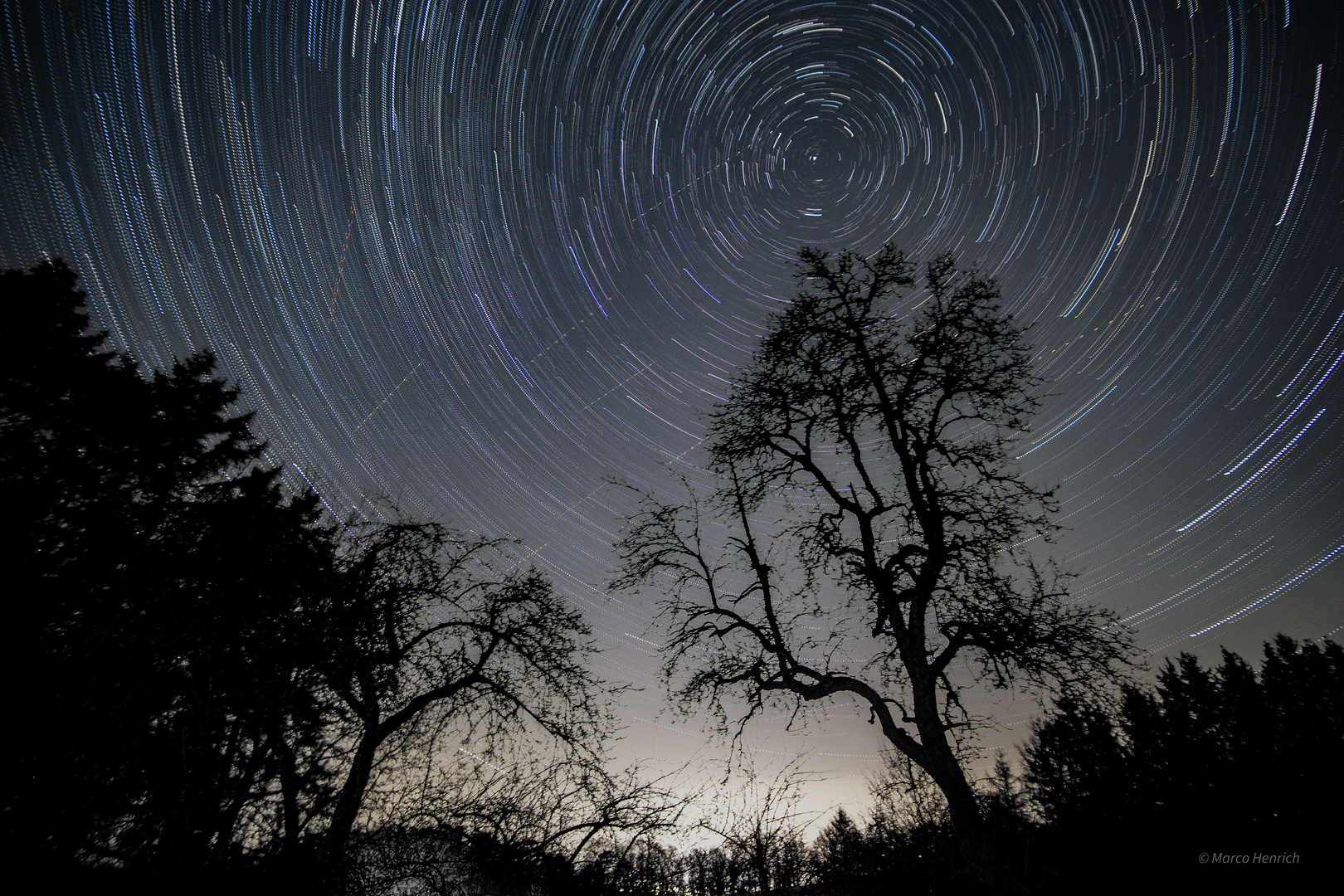 Startrails round old tree