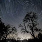 Startrails round old tree