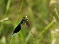 Startrampe für blau-grün ...