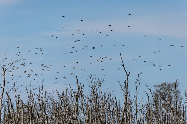 "Startreck" über Zingst