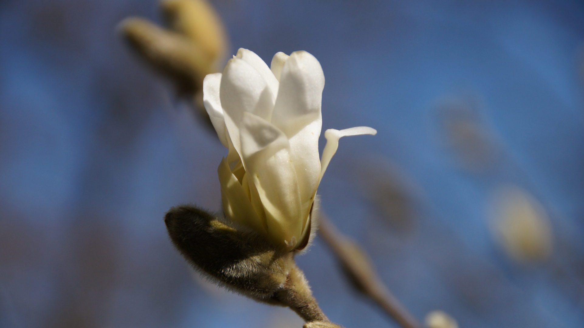 Startschuss bei den Magnolien!