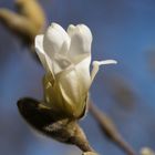 Startschuss bei den Magnolien!